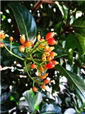 Viburnum Odoratissimum u jesen