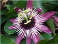 Isusova kruna lat.Passiflora