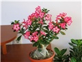 Adenium obesum