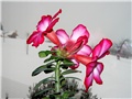 Adenium obesum