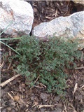 Timijan (Thymus citriodorus)