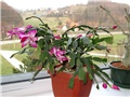 Schlumbergera truncata