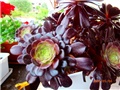 aeonium