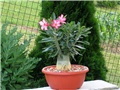 Adenium arabicum