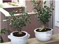 adenium