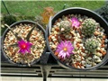 agavoides - hernandezi