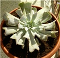 Echeveria