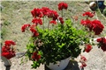 pelargonija blagena crvena