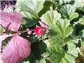 Geum Coccineum