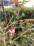 gaura