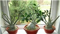 adenium 