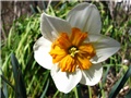 Narcissus 