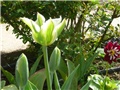 tulipani