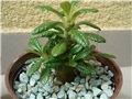 dorstenia gigas 7