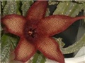 stapelia