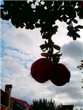 šipak