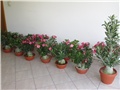 Adenium obesum