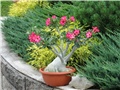 Adenium arabicum