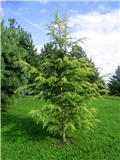 Cedrus deodara Auera