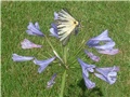 agapanthus i leptir