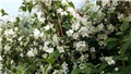 jasmin