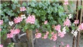 pelargonije