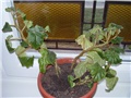 Begonia