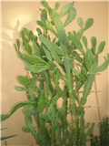 Opuntia
