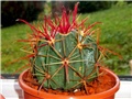 Ferocactus latispinus ?  