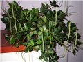 peperomia