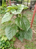 Mali suncokret