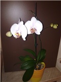 Phalaenopsis bijeli 2011