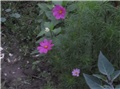 Cosmos