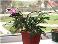 Schlumbergera truncata