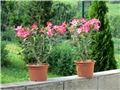 Adenium obesum Anouk