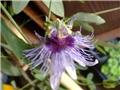 Isusova kruna lat.Passiflora