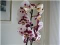 Falenopsis