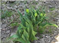 Tulipani