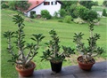 Pachypodium saundersii