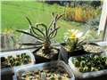 Digitostigma – Leuchtenbergia  