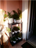 aloe1
