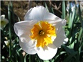 Narcissus 