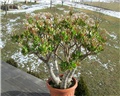 Crassula ovata