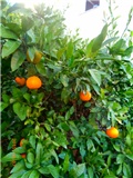 mandarina