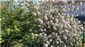 viburnum
