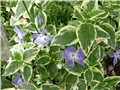 vinca minor