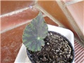 begonia