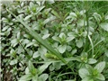 paprena metvica