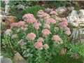 sedum