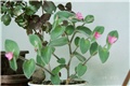 Tradescantia Sillamontana